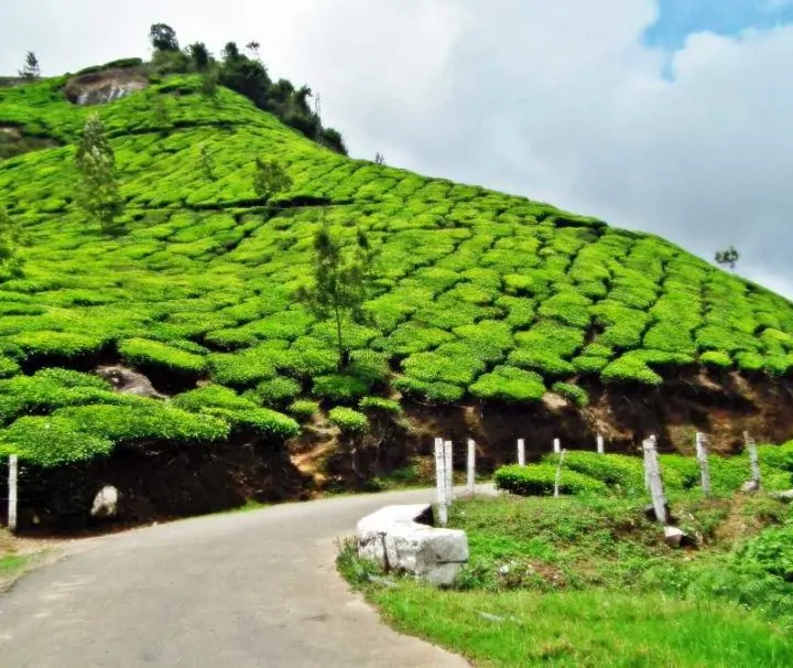 Kochi to Munnar tour packages.