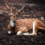 Top 10 Must See Attractions of Thrissur 2 thrissur-zoo
