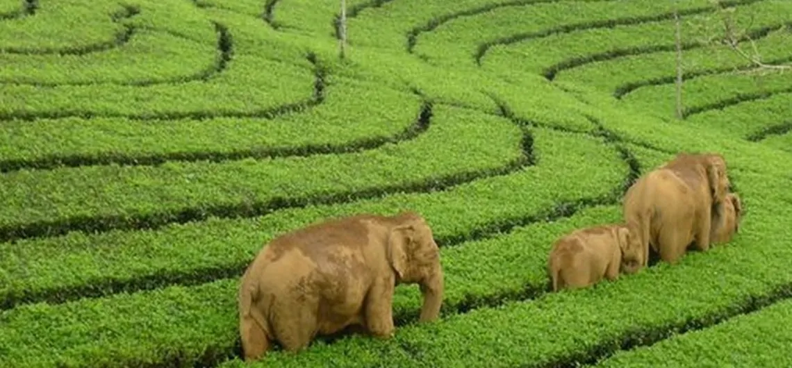 Tea Garden