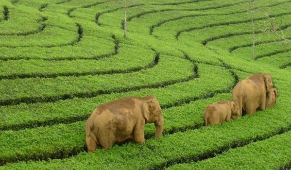 munnar-tea-garden