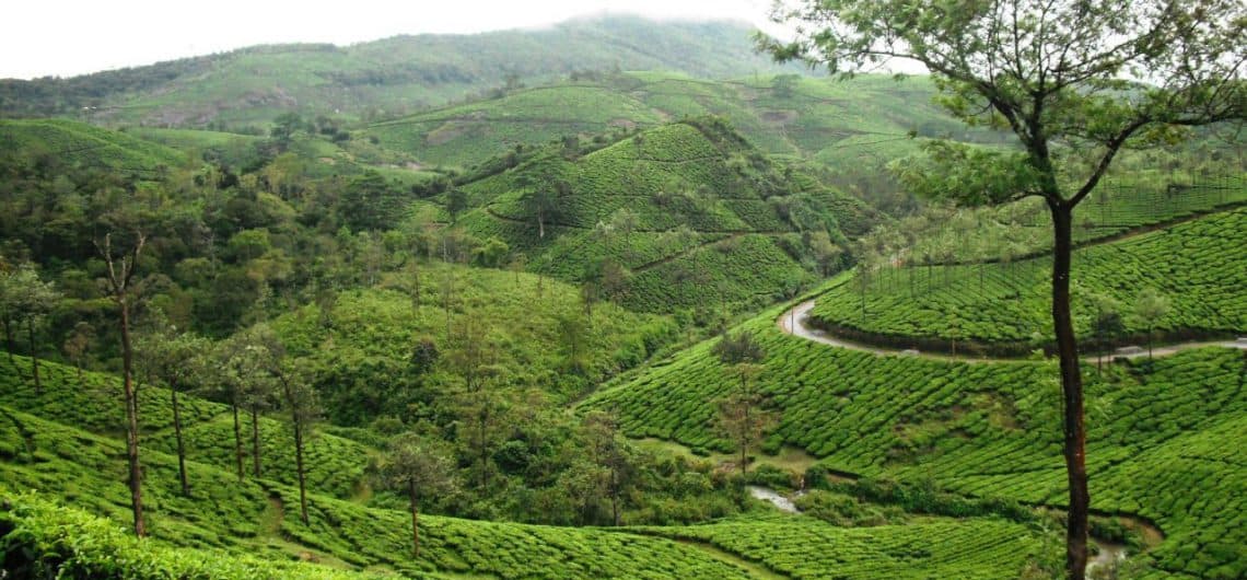 Tea plantation at ViewPoint 