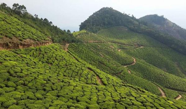 kolukkumalai-tea-estate