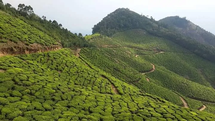 Tea estate amazing view