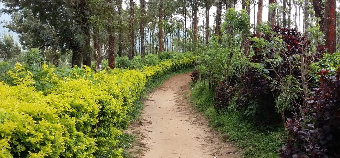 a beautiful walkway with trees and shrubs