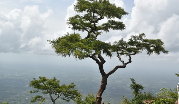 nelliyampathy-beauty-view-point