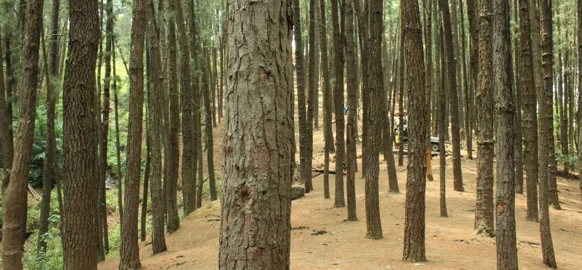 Vagamon Pine forest