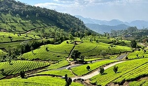 Kerala Itinerary 5 Days vs 7 Days – Which One Should You Choose? 9 Munnar Tea Plantation