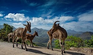 Kerala Itinerary 5 Days vs 7 Days – Which One Should You Choose? 3 Munnar