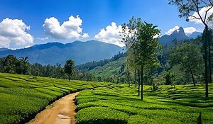 Kerala Itinerary 5 Days vs 7 Days – Which One Should You Choose? 4 Tea Garden