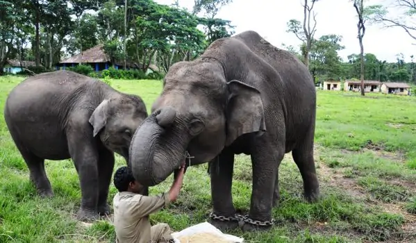 Kodanad Elephant training Centre
