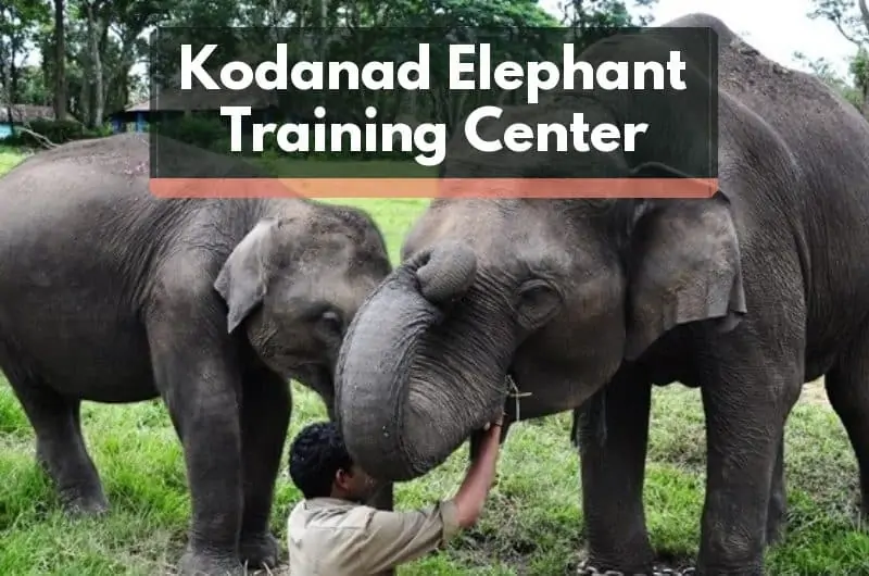 Featured image of Kodanad Elephant Training Center
