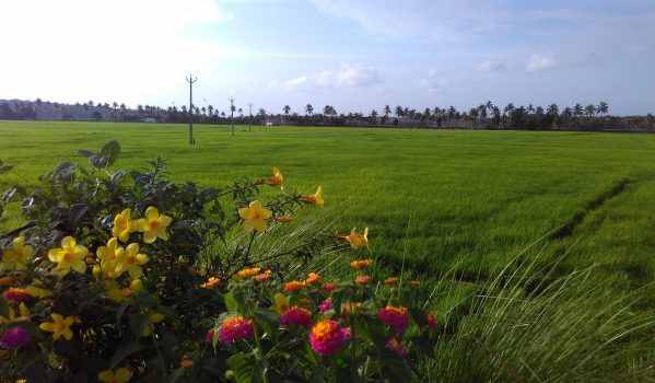 punjavayalkkaattu-view-point