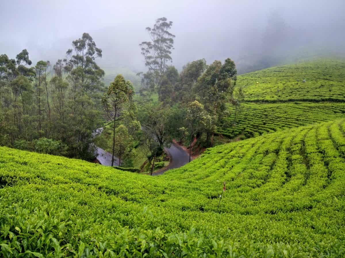 10 BEST Tourist places of Munnar | Blue Bird Travels