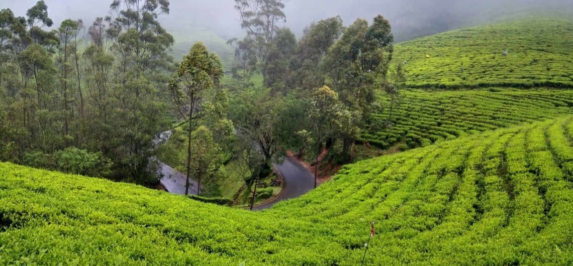 an amazing view point of tea plantation