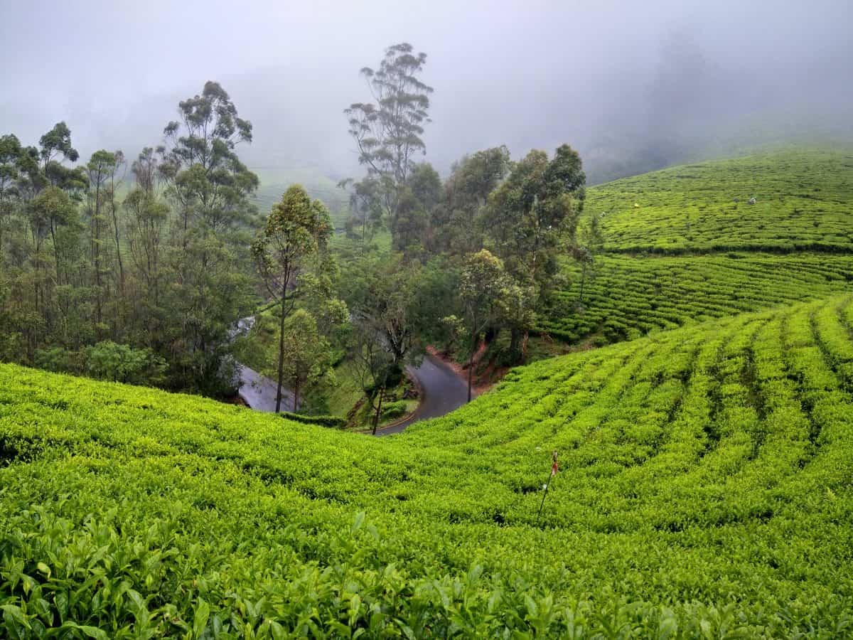 Shopping In Munnar 