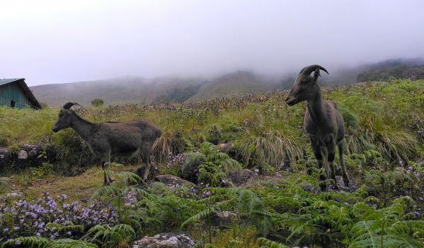 Best Places to Visit in Munnar in 2 days 3 Eravikulam-National-Park