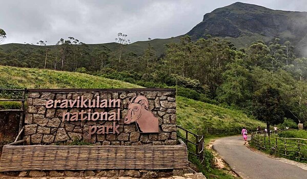 Vagamon vs Munnar – Which Is Better for Your Kerala Trip? 7 Eravikulam national park