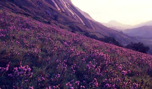 Vagamon vs Munnar – Which Is Better for Your Kerala Trip? 3 Neelakurinji