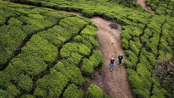 Vagamon vs Munnar – Which Is Better for Your Kerala Trip? 13 Tea garden in munnar