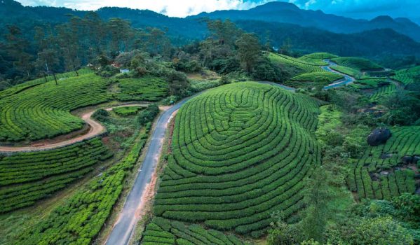 Vagamon vs Munnar – Which Is Better for Your Kerala Trip? 9 Vagamon vs Munnar – Which Is Better for Your Kerala Trip? 2