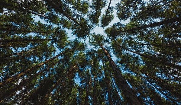 Vagamon vs Munnar – Which Is Better for Your Kerala Trip? 4 Pine Forest