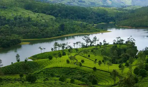 Vagamon vs Munnar – Which Is Better for Your Kerala Trip? 9 munnar view