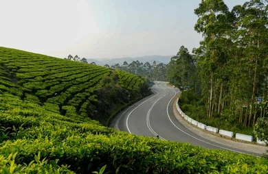 Vagamon vs Munnar – Which Is Better for Your Kerala Trip? 15 munnar road