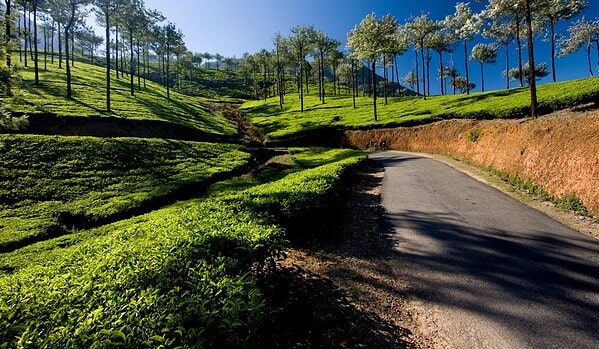 Vagamon vs Munnar – Which Is Better for Your Kerala Trip? 16 Vagamon road